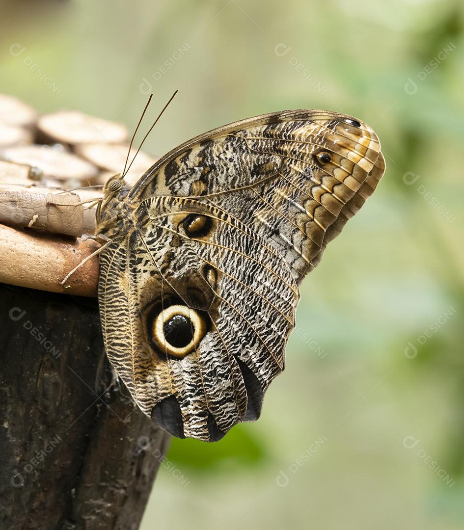 Borboleta coruja em um parque na América do Sul.