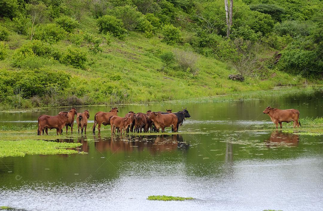 Gado. Gado Brahman Vermelho cruzando uma área alagada em Campina Grande, Paraíba, Brasil