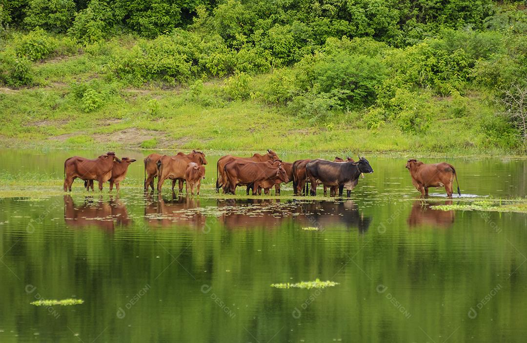 Gado. Gado Brahman Vermelho  cruzando uma área alagada em Campina Grande, Paraíba, Brasil