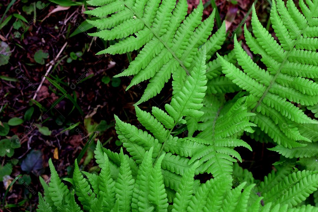 padrão de fundo de folhas verdes