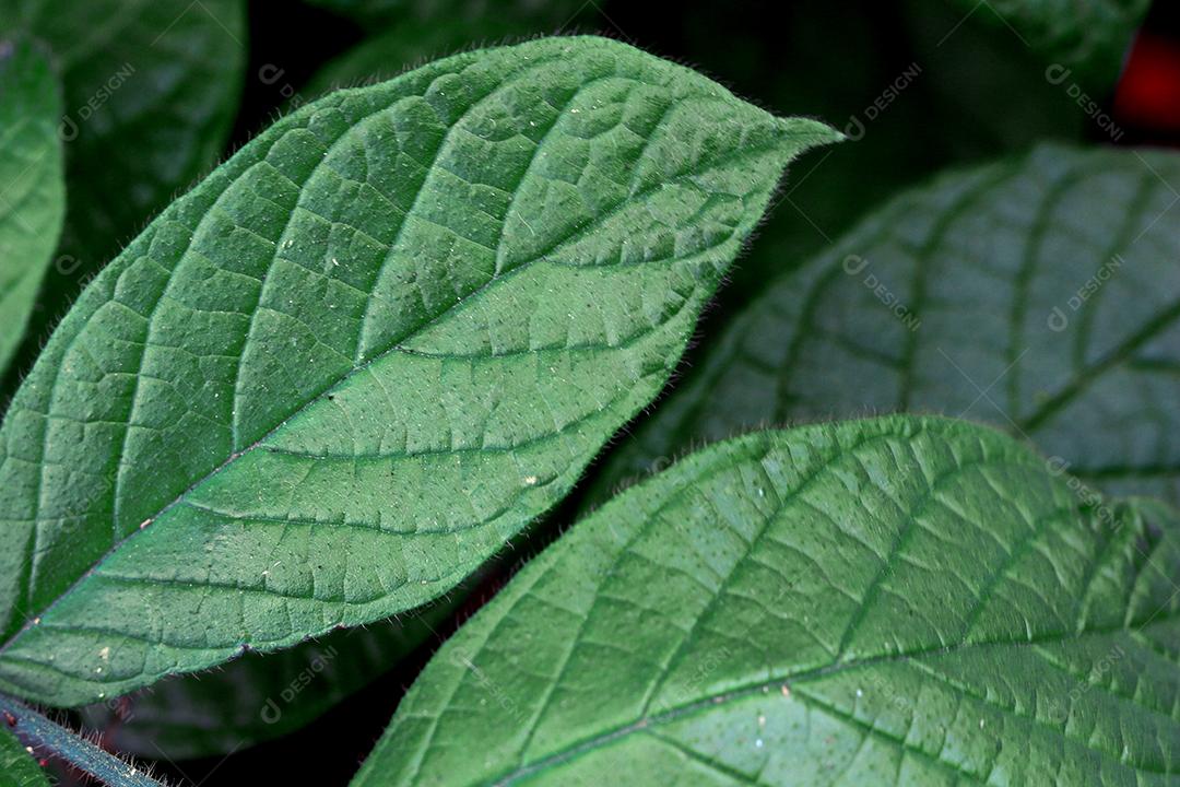 padrão de fundo de folhas verdes