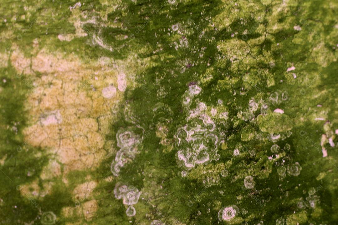 fundo de textura de árvore de mofo verde