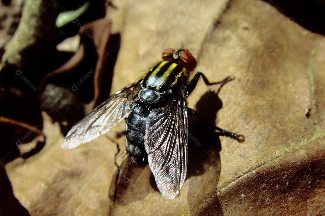 Inseto mosca sobre folha seca floresta