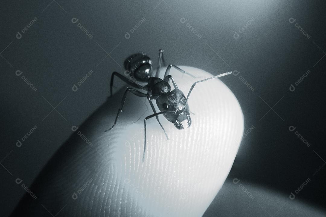 Inseto sobre um dedo de uma pessoa formiga