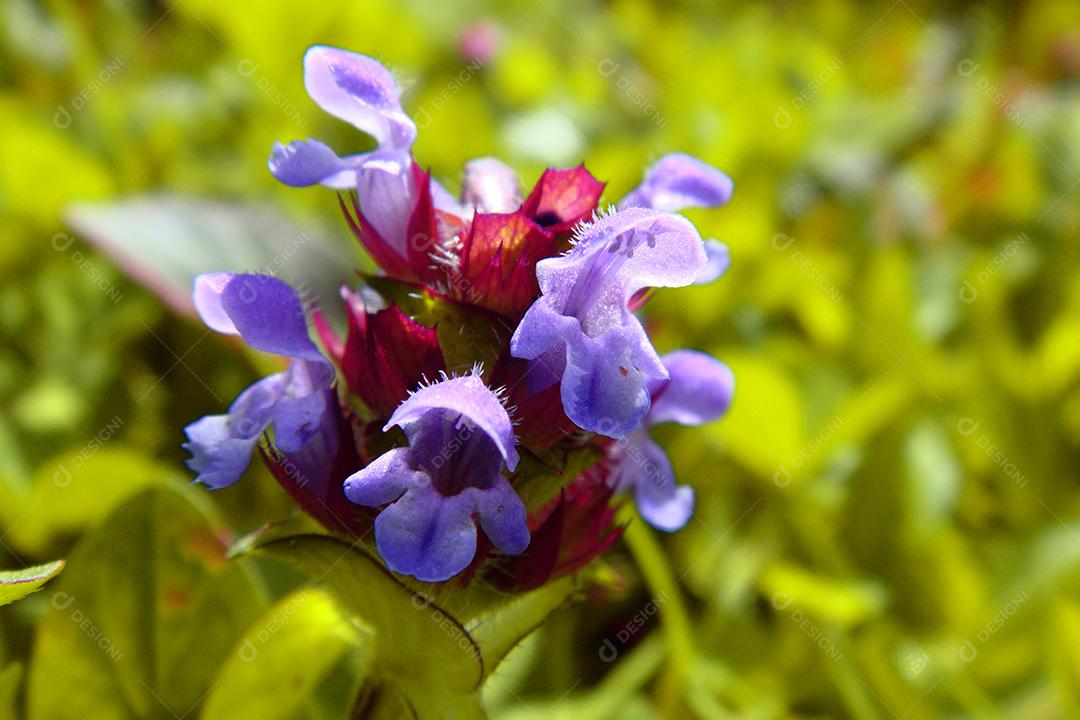 Flores sobre um fundo desfocado