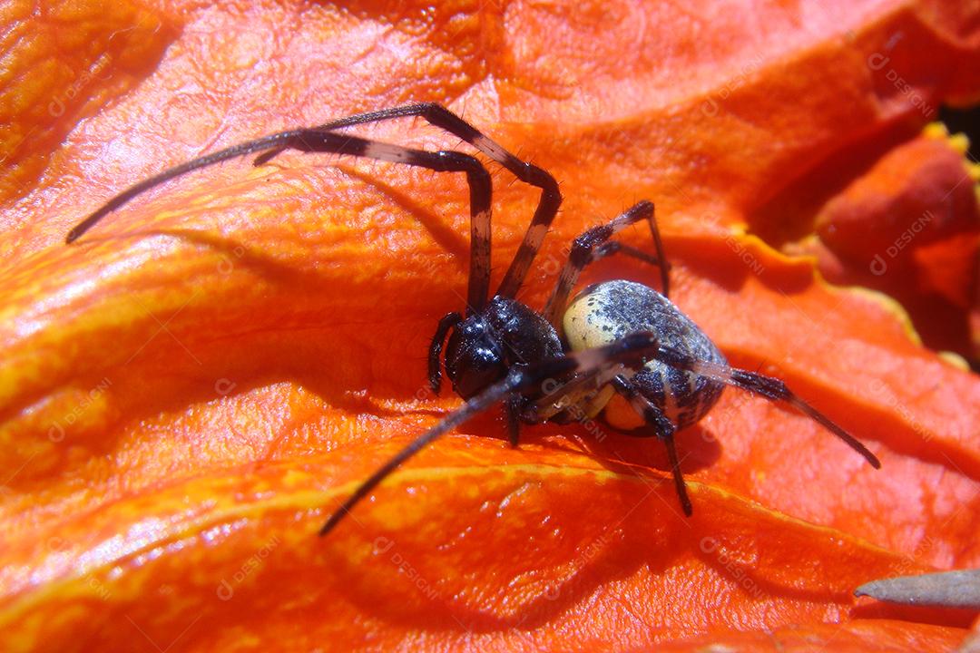 Aranha inseto sobre abobora