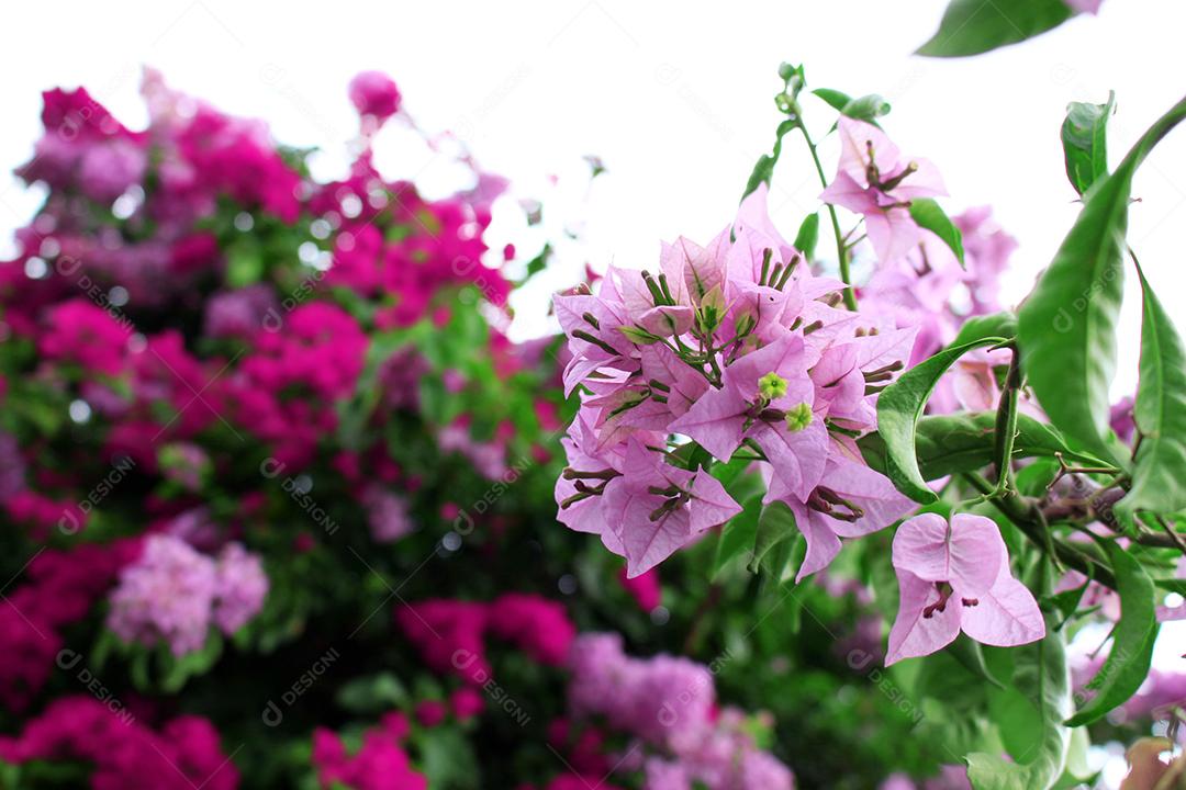 Flores plantas sobre fundo desfocado