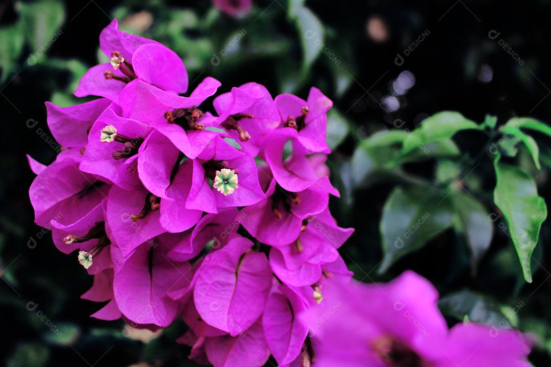 Flores plantas sobre fundo desfocado