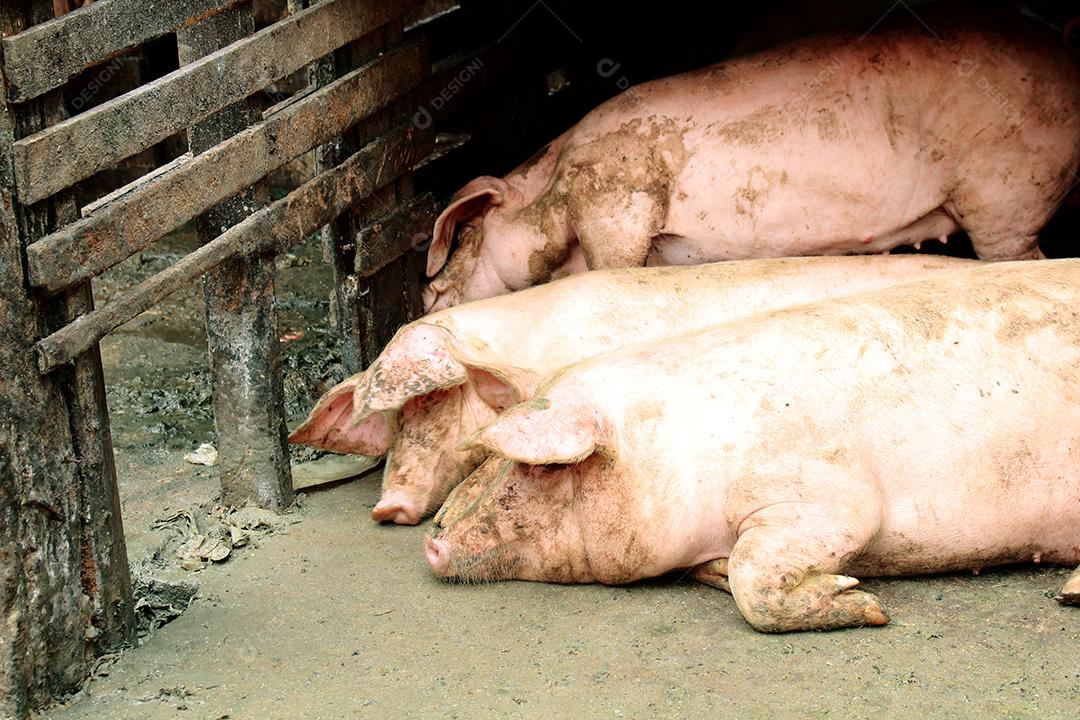 Animais criação porco deitado sobre chiqueiro