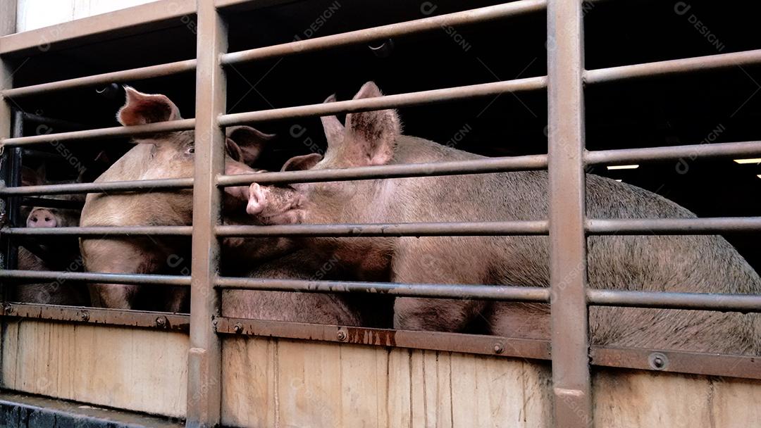 Animais criação porco deitado sobre chiqueiro