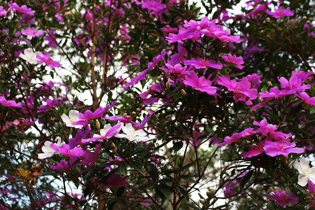 Flores plantas sobre fundo desfocado