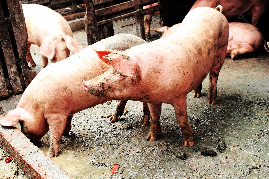 Animais criação porco deitado sobre chiqueiro