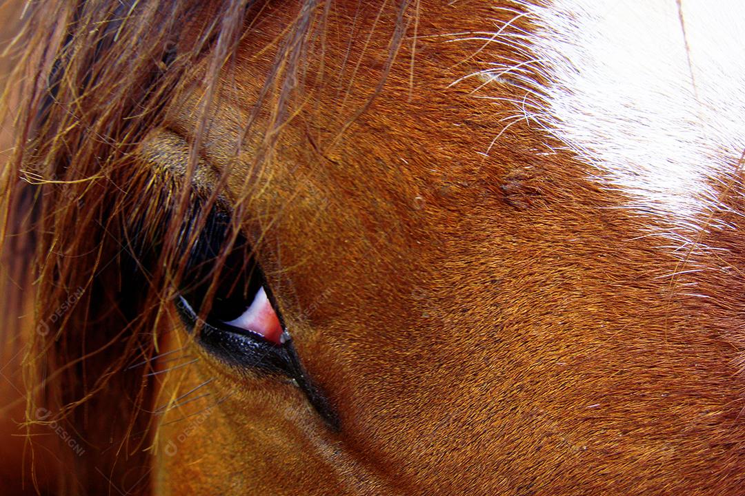 Cabeça de animal cavalo criação fazenda