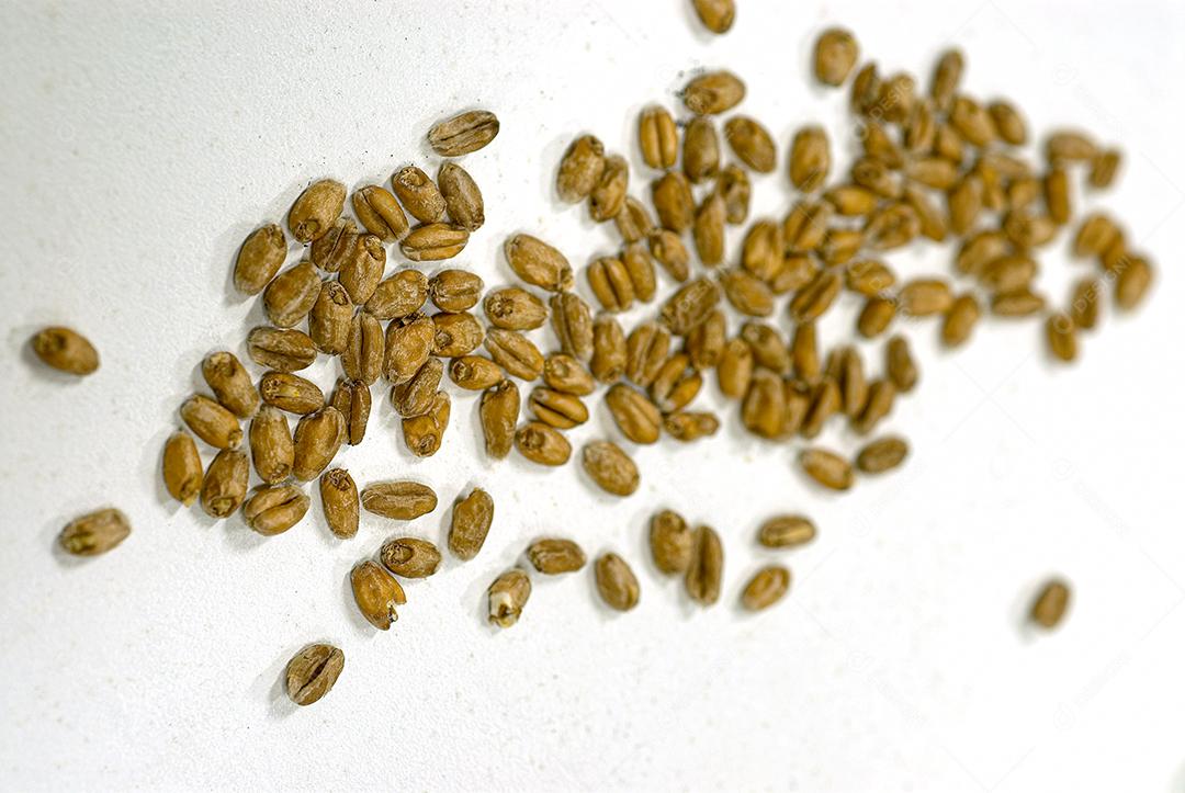 Yerba Mate Seeds Image JPG