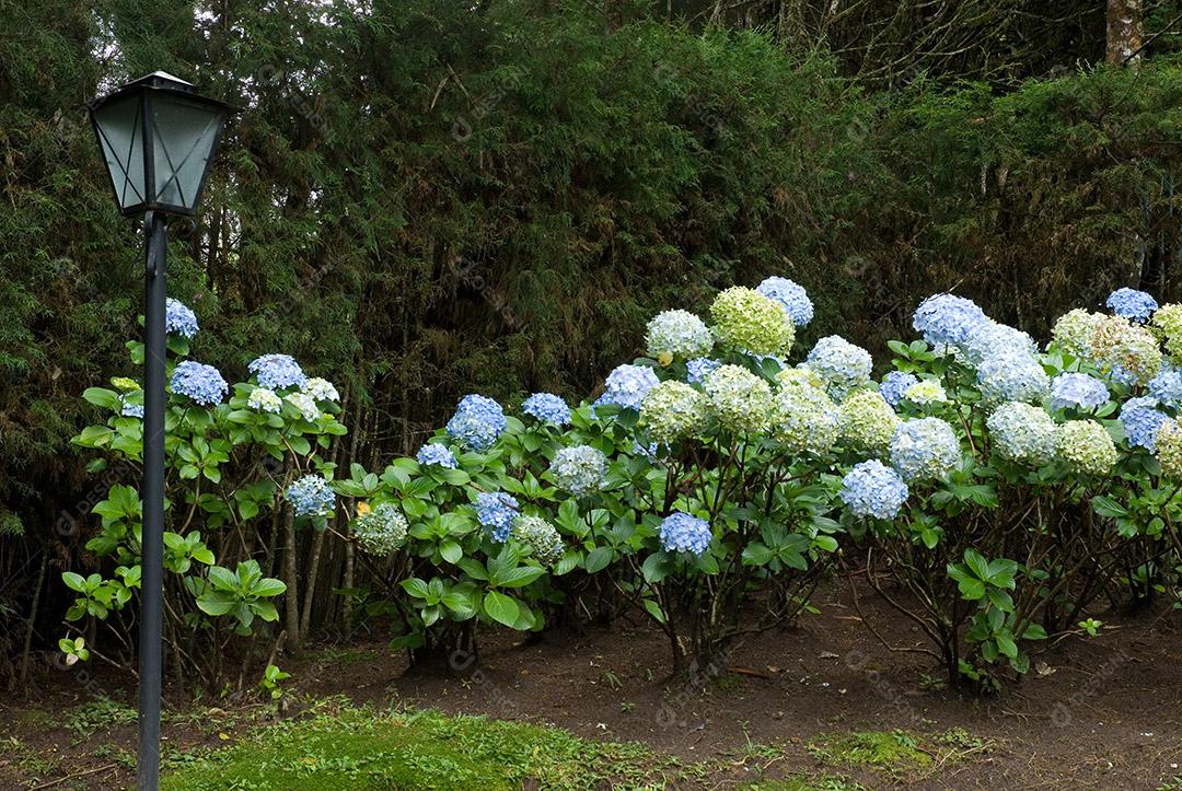 Jardim de flores no parque