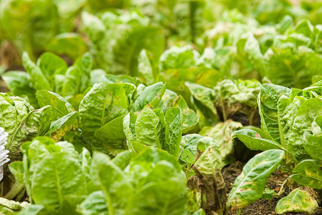 gastronomia; comida; alimento; alimentação