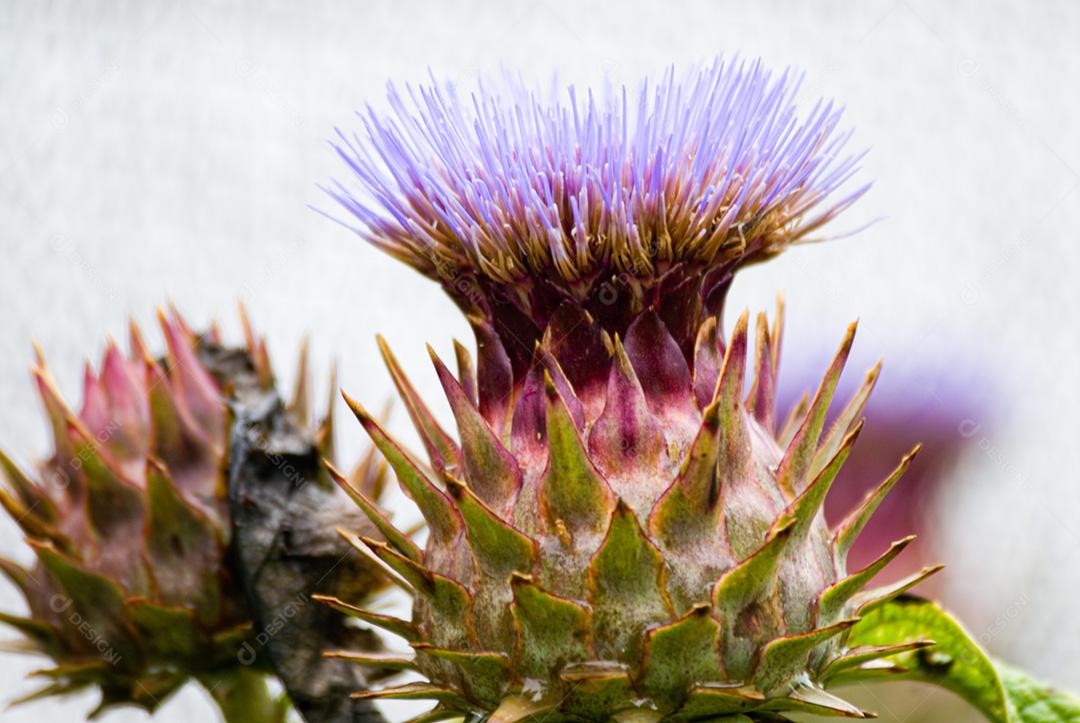 Planta Cynara cardunculus