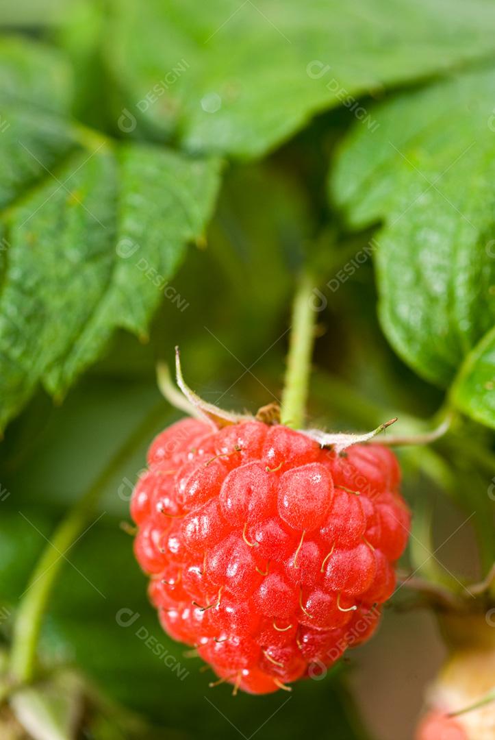 Cultivo de Framboesa