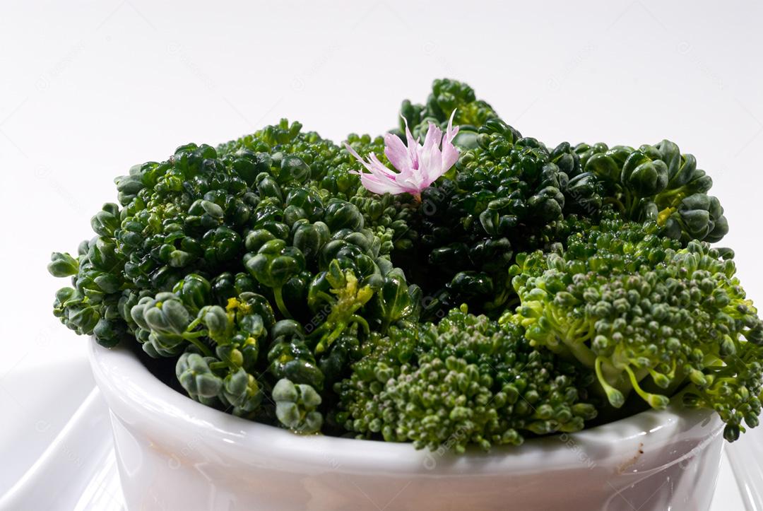 Brocolis ramoso orgânico