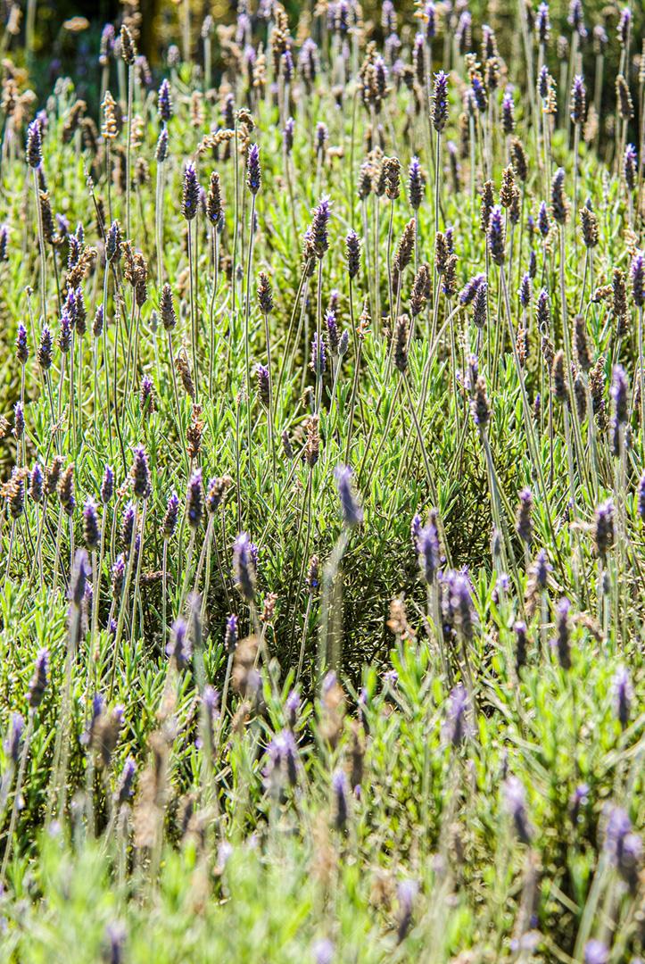 Lavanda no campo