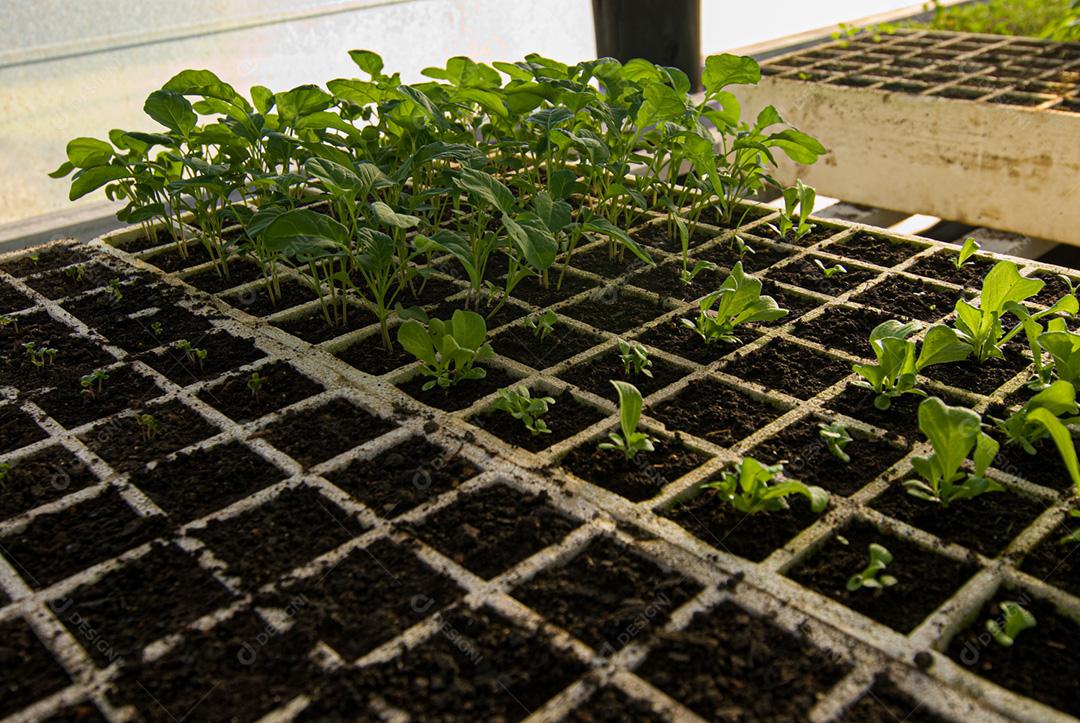 Hortaliças folhadas orgânicas