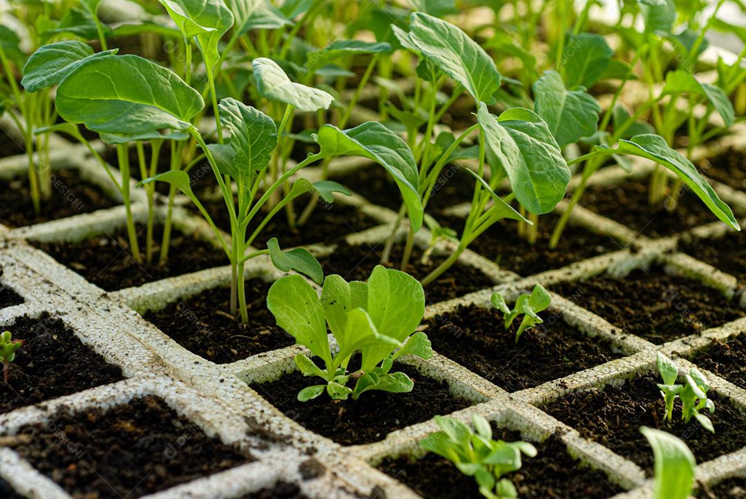 Hortaliças folhadas orgânicas