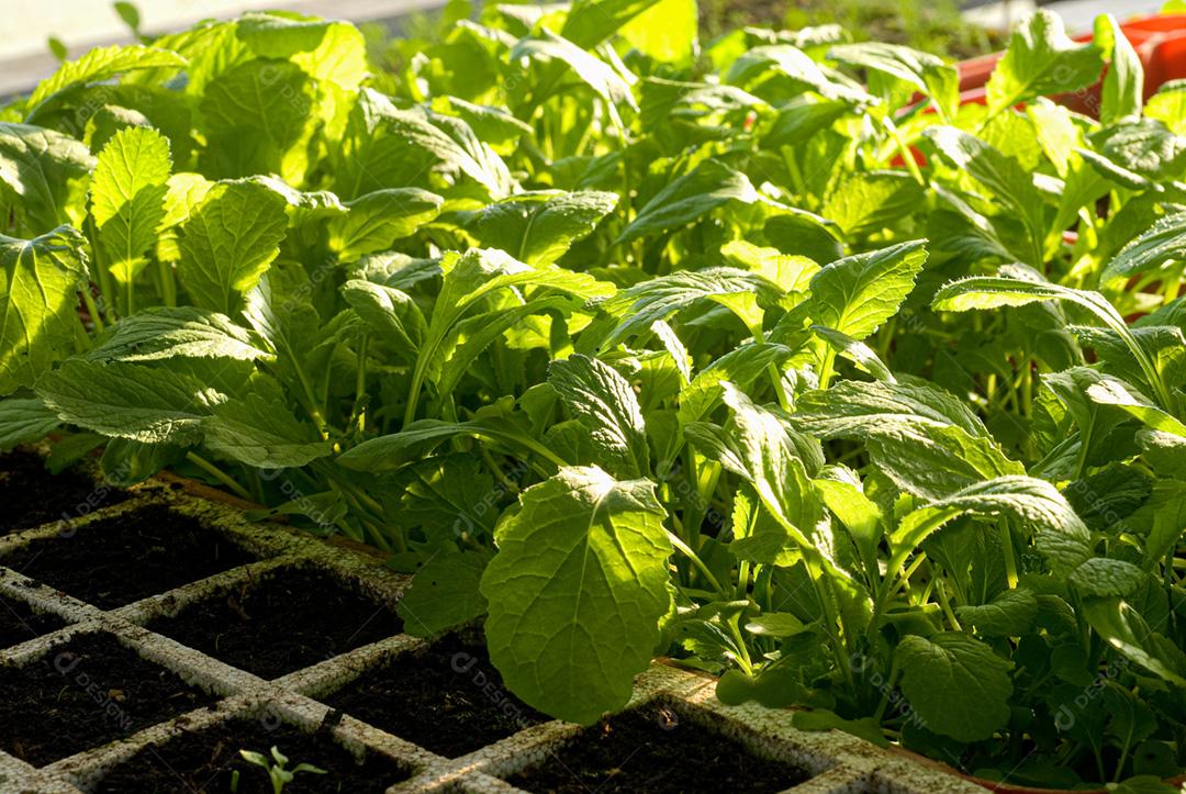 Hortaliças folhadas orgânicas
