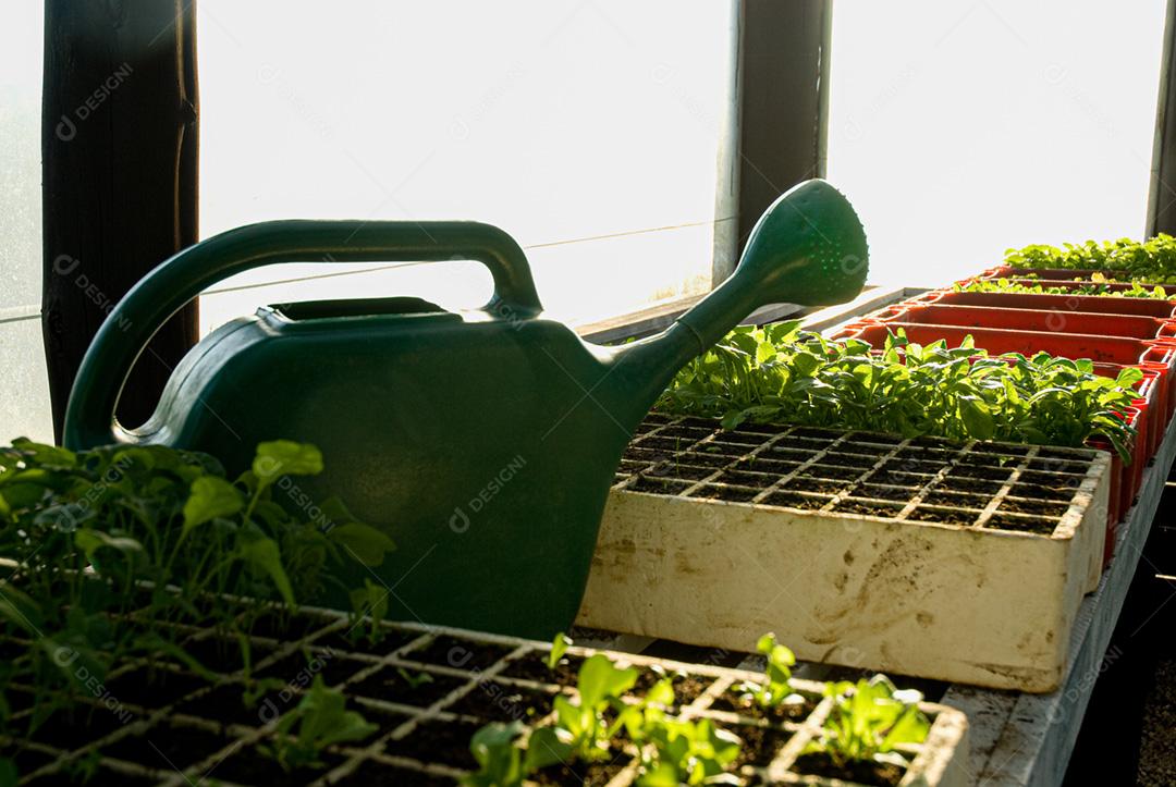 Hortaliças folhadas orgânicas