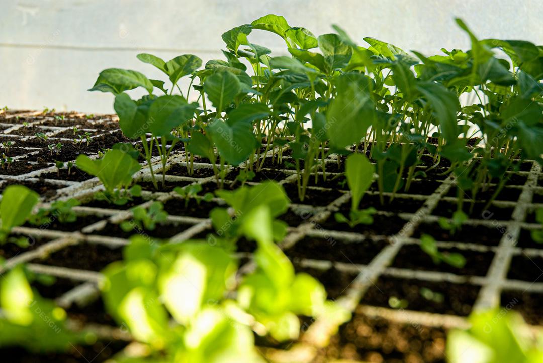 Hortaliças folhadas orgânicas