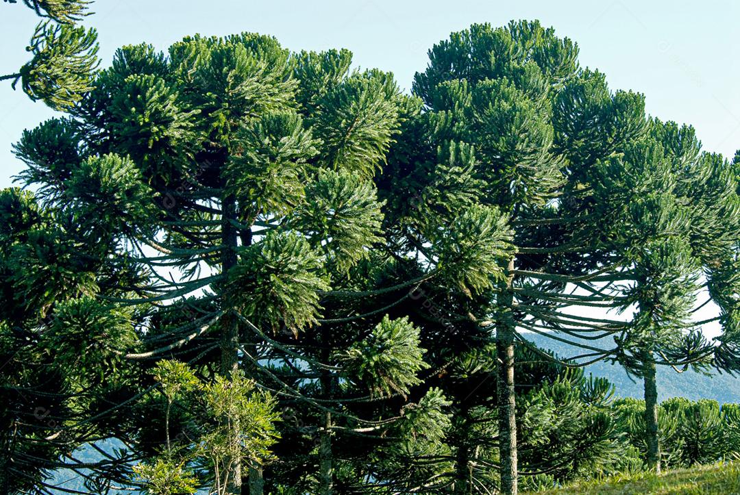Arvores grande em floresta folhas verde
