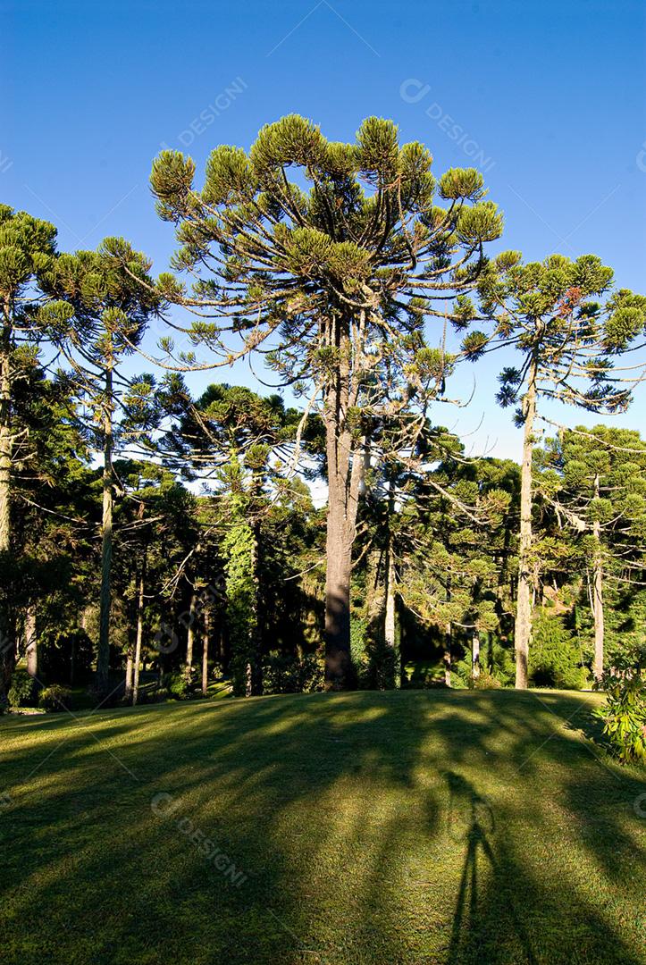 Arvores grandes em floresta folhas verde