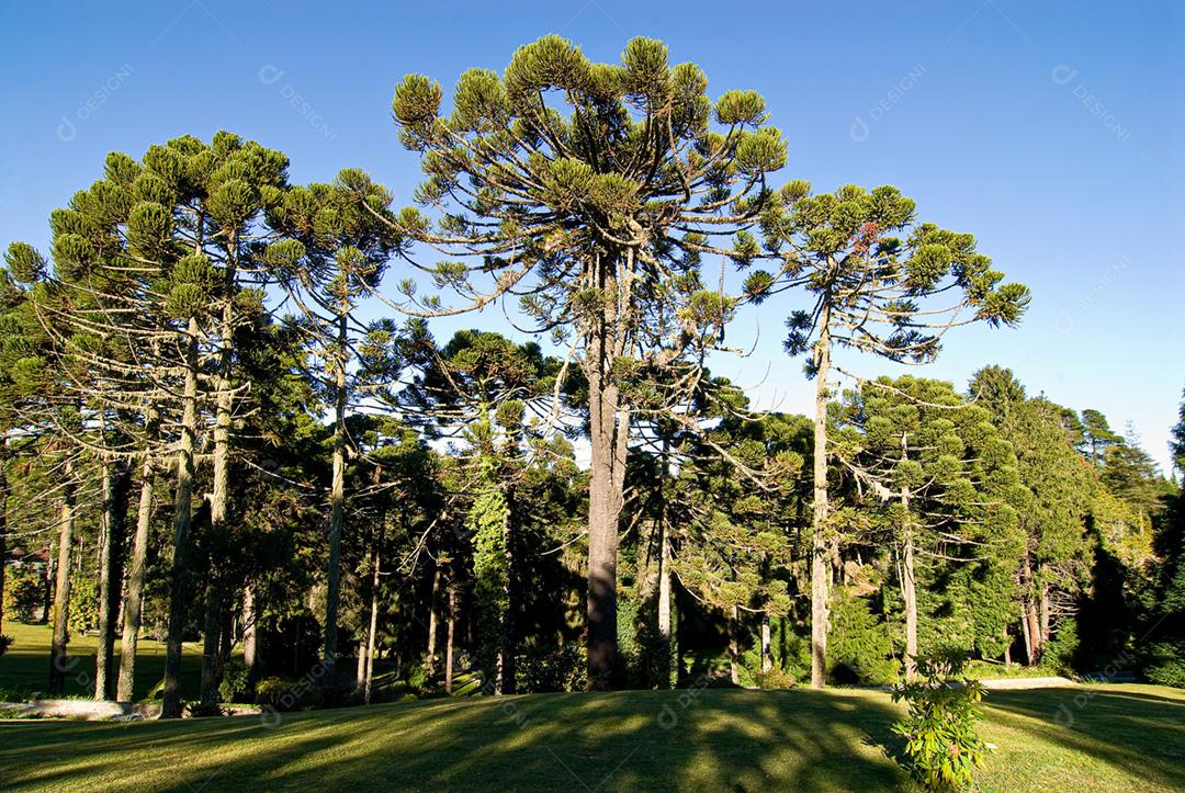 Arvores grandes em floresta folhas verde