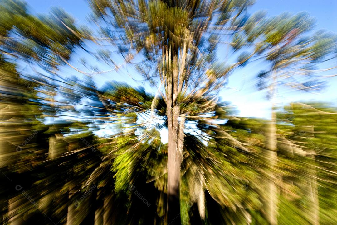 Arvores grande em floresta folhas verde