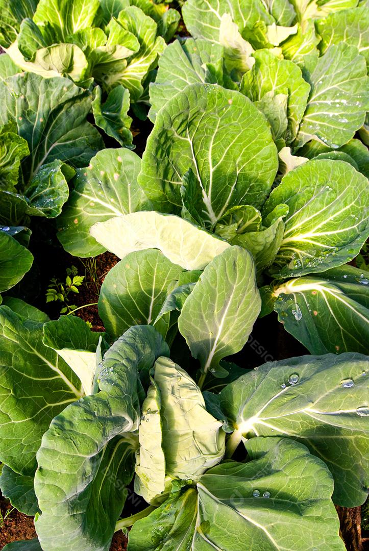 Organic Vegetable Garden