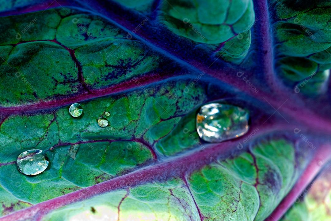 Hortaliças folhadas orgânicas