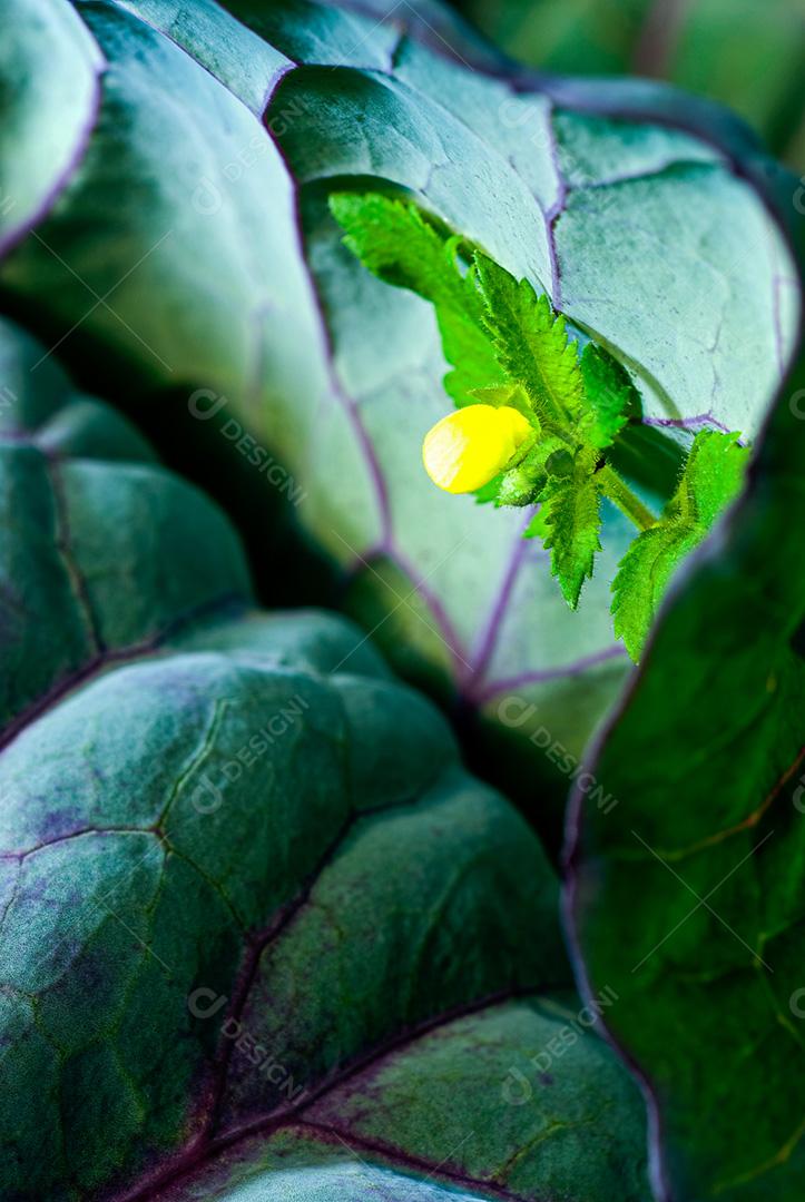 Hortaliças folhadas orgânicas