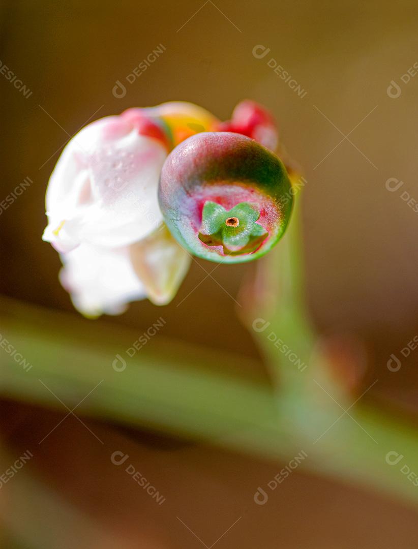 Planta Vaccinium darrowii