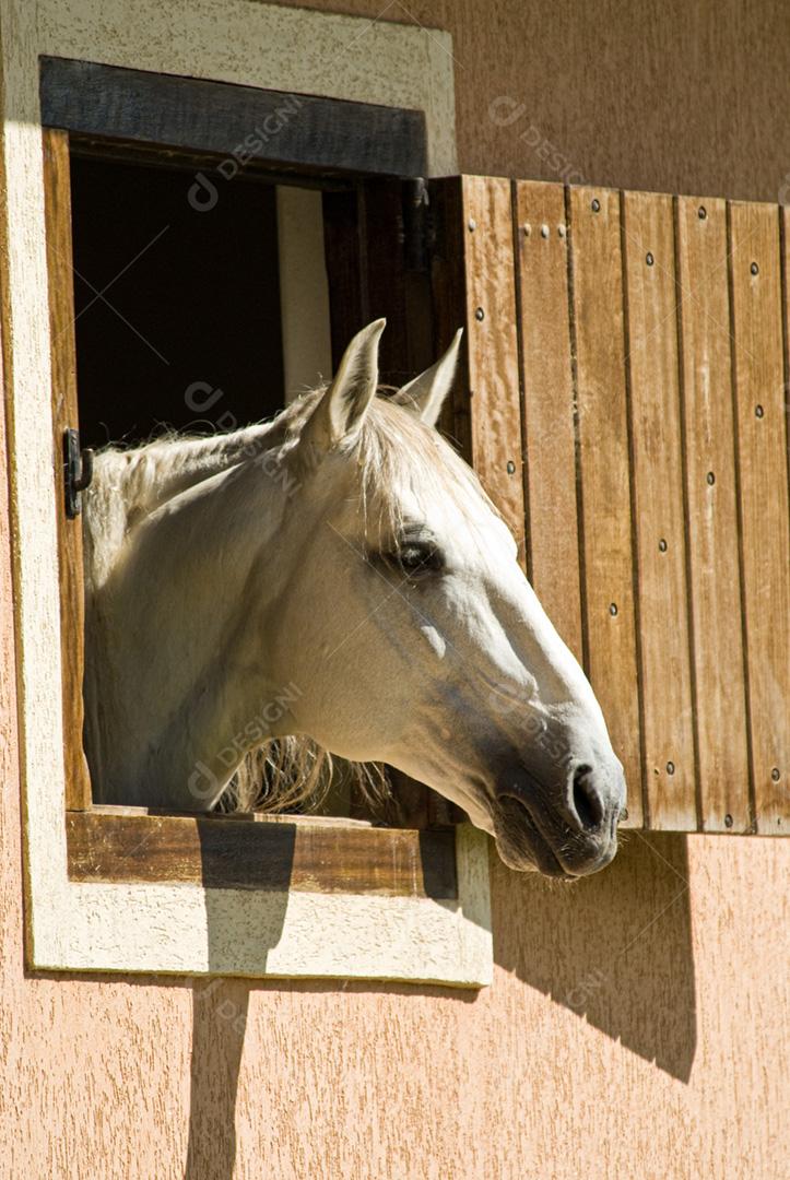 Cavalo branco em baia
