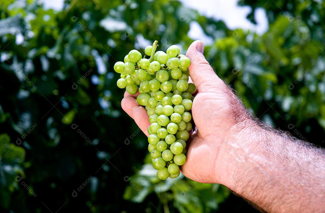 Homem segurando um cachos de uva verde