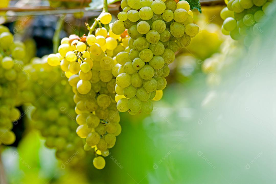 Uvas verdes penduradas em vinhedos de videiras