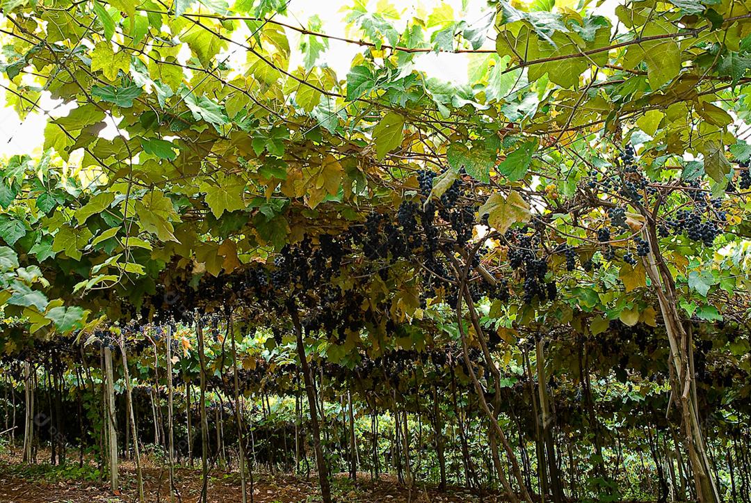 Vinhedo de uvas no Vale dos Vinhedos em Bento Gonçalves, um vinho gaúcho.