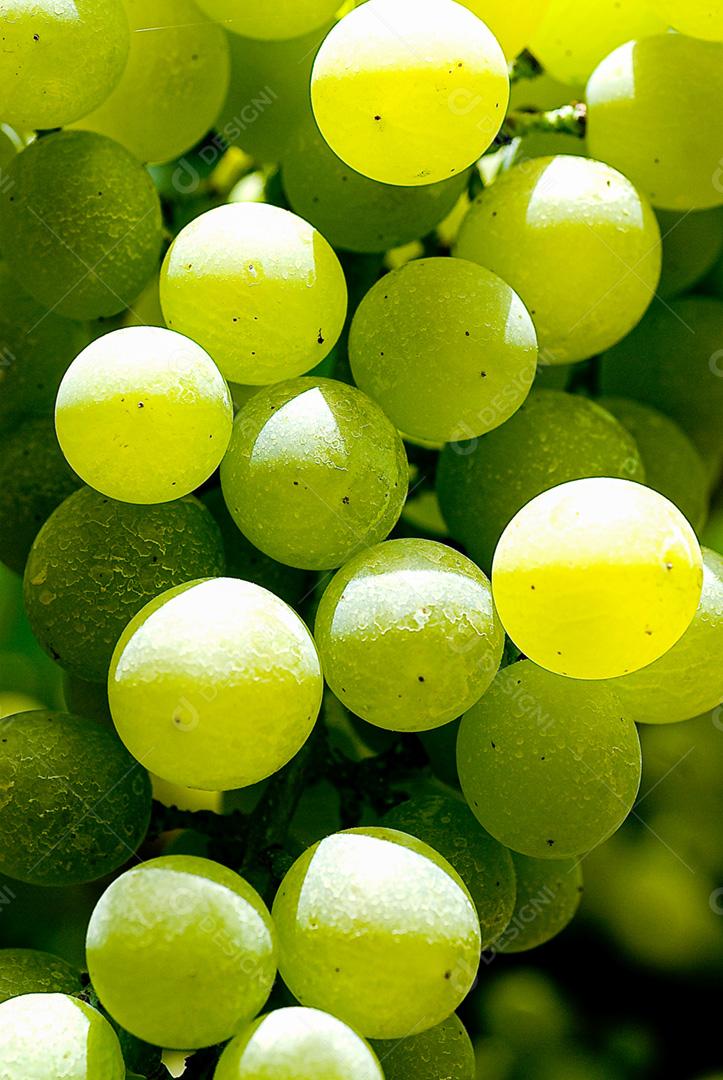 Uvas verdes penduradas em vinhedos de videiras