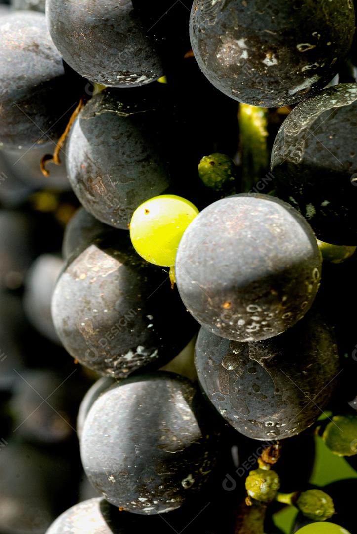 Uvas maduras penduradas em vinhedos de videiras. Na vinha.