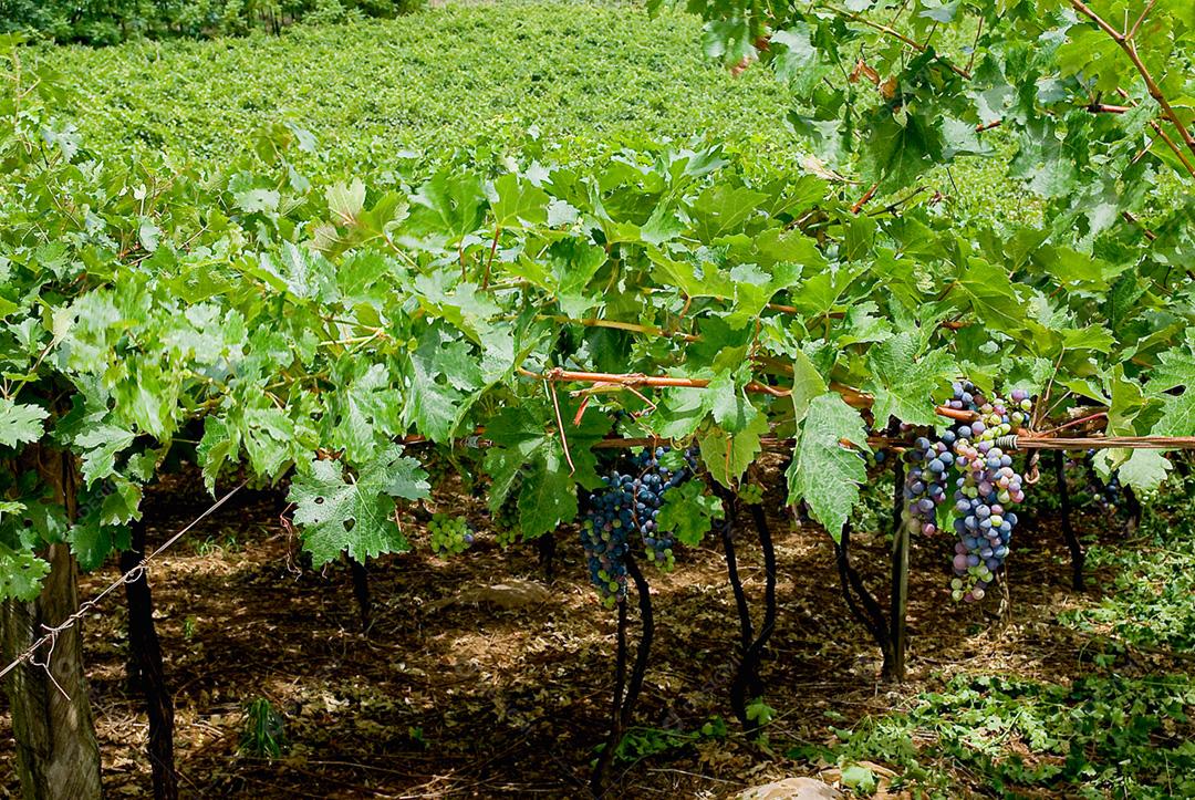Uvas maduras penduradas em vinhedos de videiras. Na vinha.
