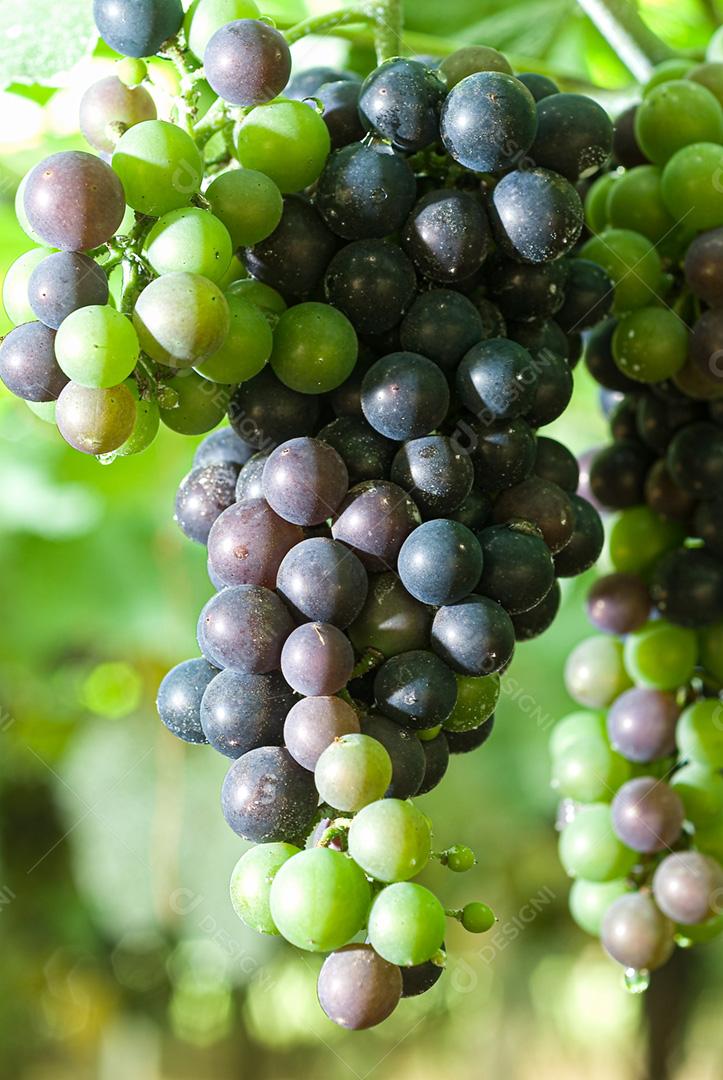 Uvas maduras e verdes penduradas em vinhedos de videiras