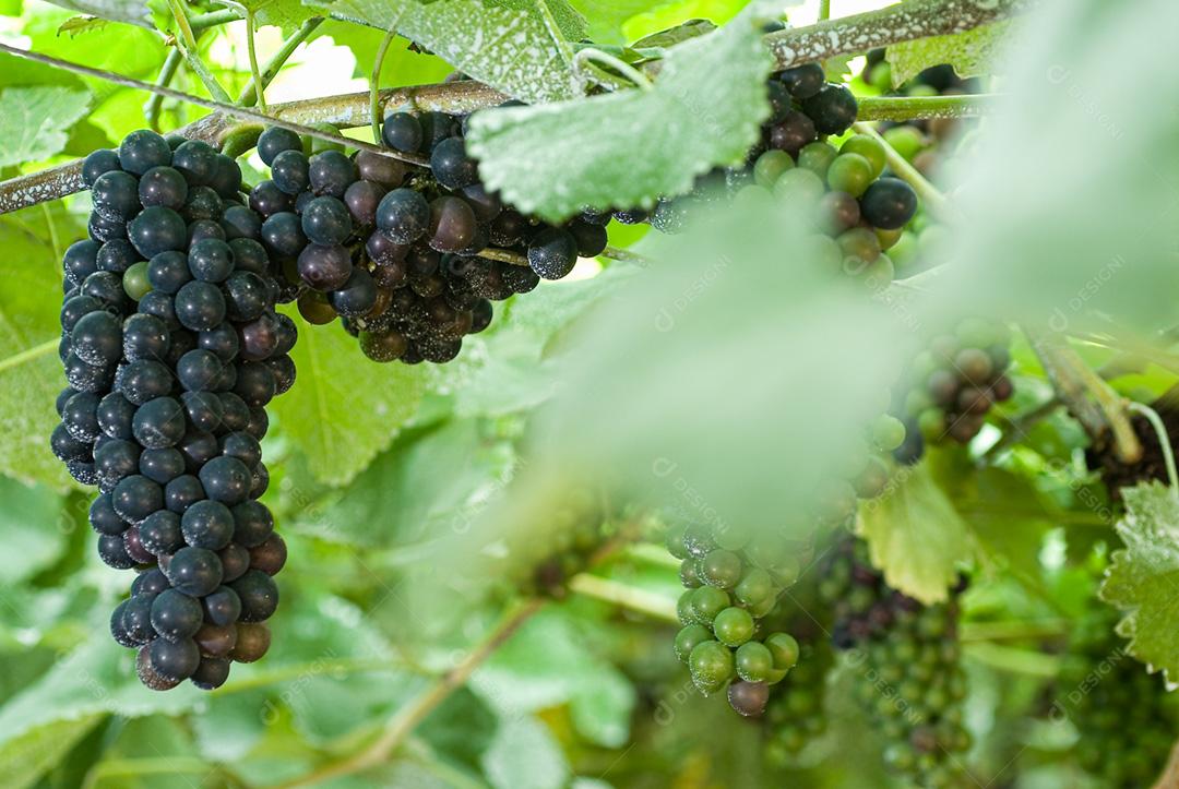 Uvas maduras e verdes penduradas em vinhedos de videiras