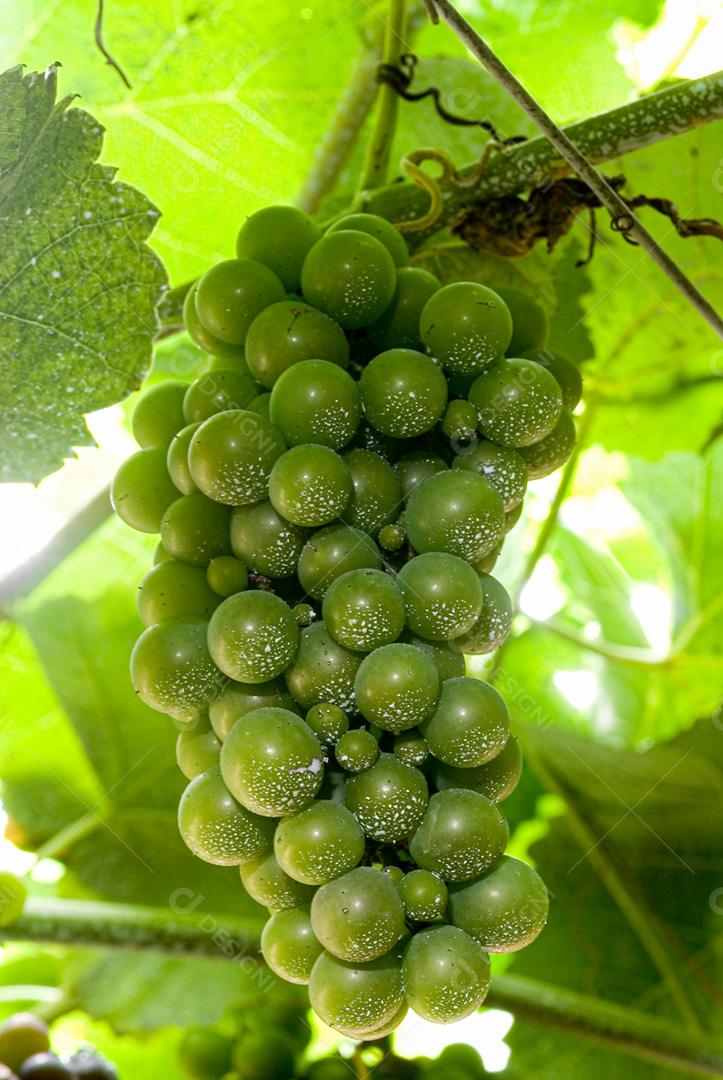 Uvas verdes penduradas em vinhedos de videiras