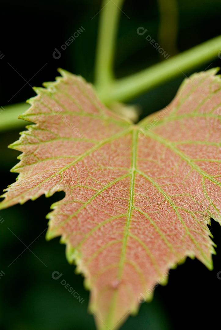 Folha vista de perto de uvas