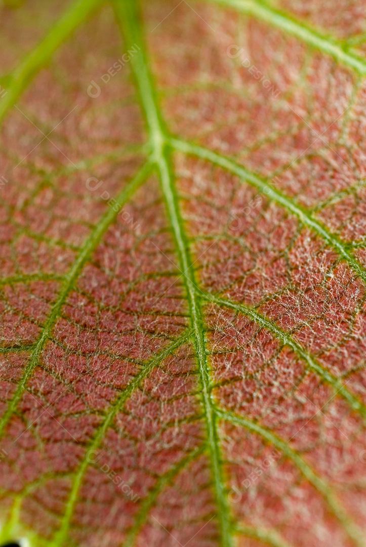 Folha vista de perto de uvas