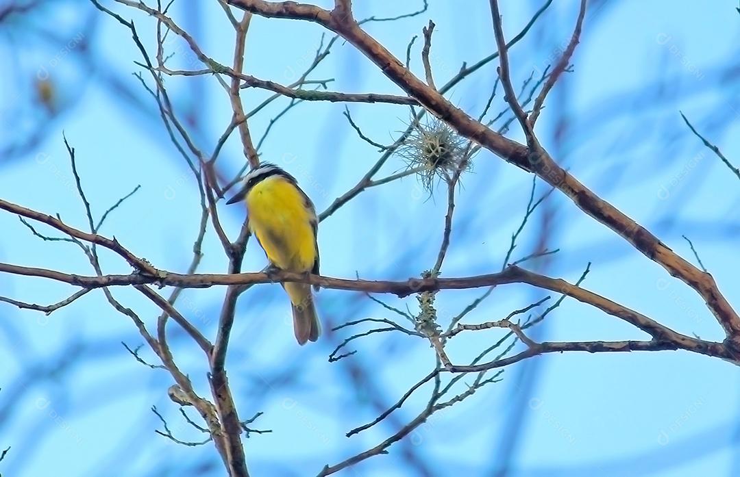 Passaros aves sobre galhos arvore floresta folhas